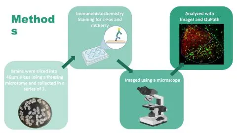 Representative slide from Vasopressin Casts Light on Our Body Clock