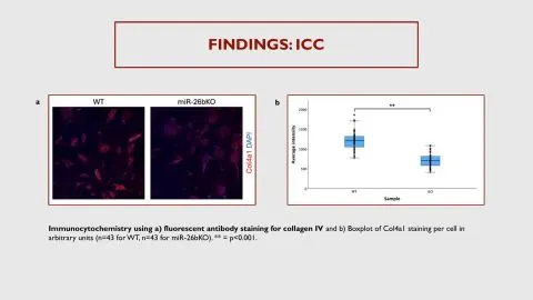Representative slide from Investigating the Role of MicroRNA in Cardiac Fibrosis