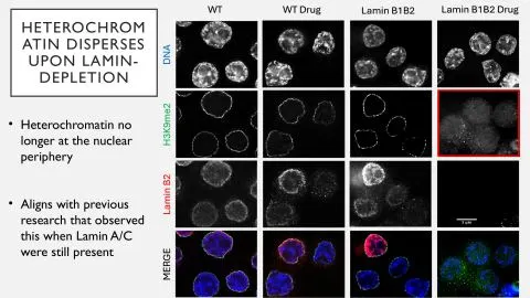 Representative slide from Identifying the Key Roles of Lamins Using Vertebrate Cells Acutely Depleted of Lamin B1 and B2
