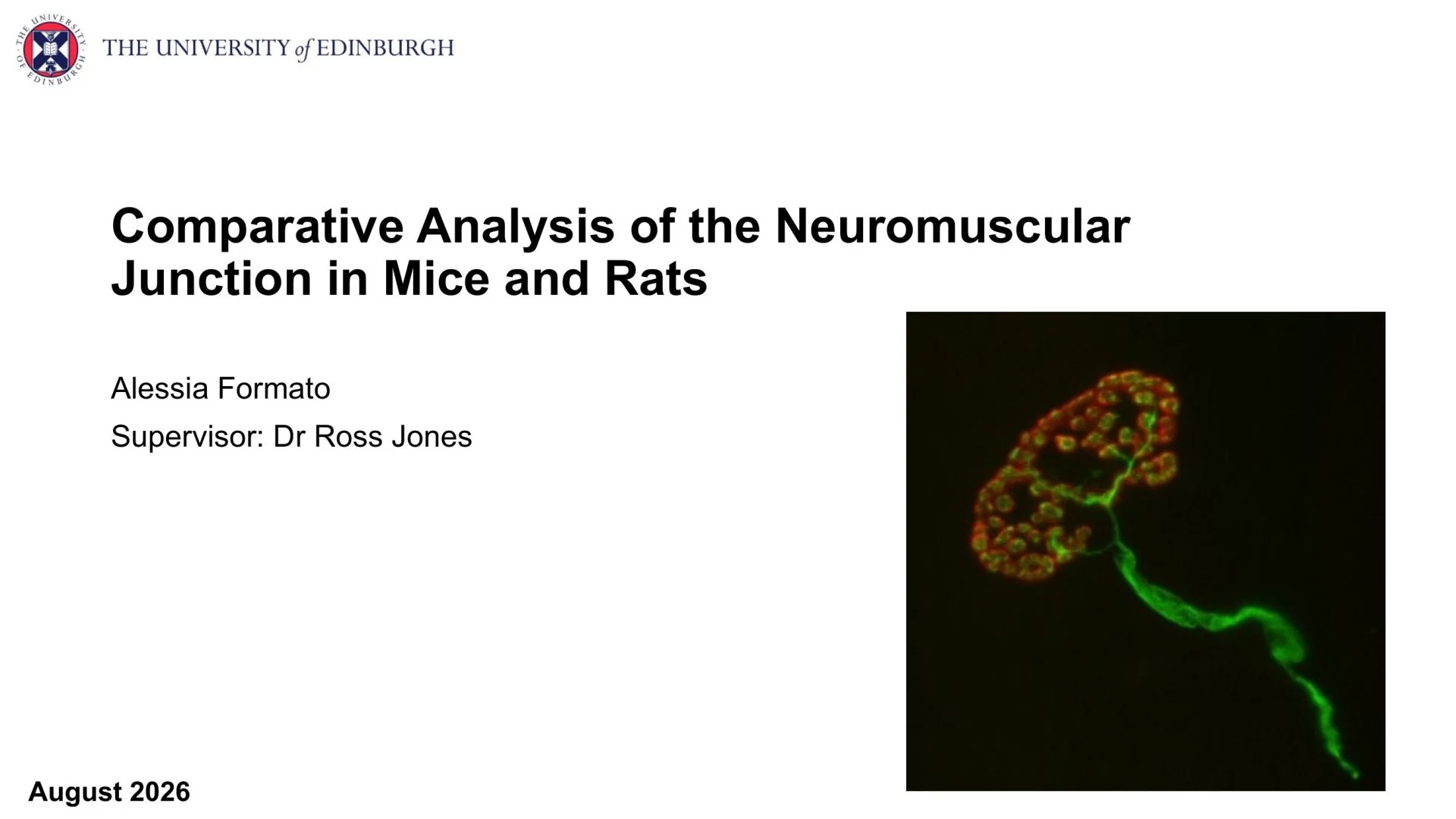 Slide 1: Comparative Analysis of the Neuromuscular Junction in Mice and Rats. A full description follows.