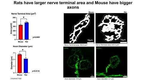 Representative slide from Comparative Analysis of the Neuromuscular Junction in Mice and Rats
