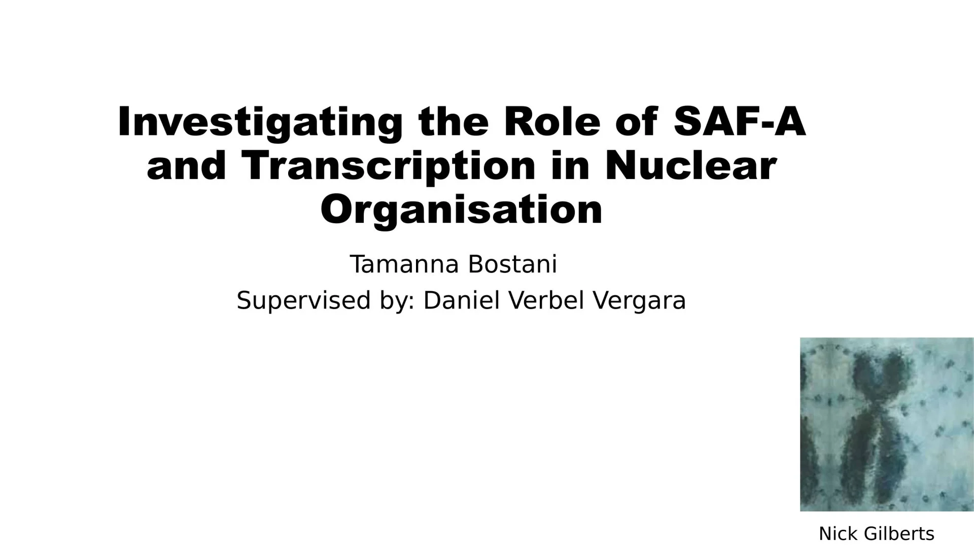 Slide 1: Investigating the Role of SAF-A and Transcription in Nuclear Organisation. A full description follows.