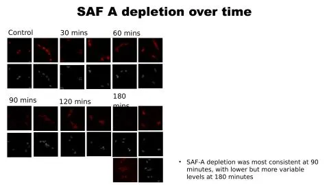 Representative slide from Investigating the Role of SAF-A and Transcription in Nuclear Organisation