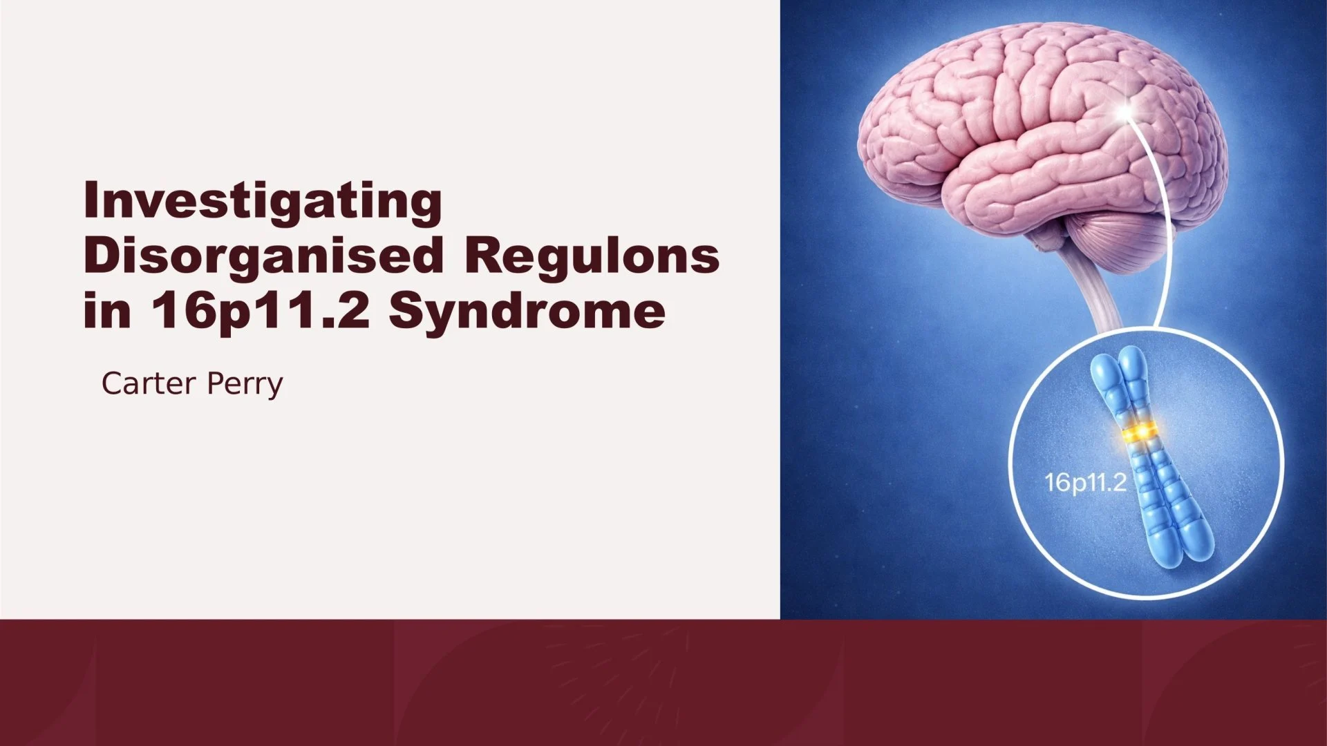 Slide 1: Investigating Disorganised Regulons in 16p11.2 Syndrome. A full description follows.