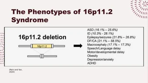 Representative slide from Investigating Disorganised Regulons in 16p11.2 Syndrome