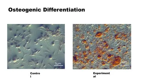 Representative slide from Isolation and Characterisation of Mesenchymal Stromal Cells from the Human Testis