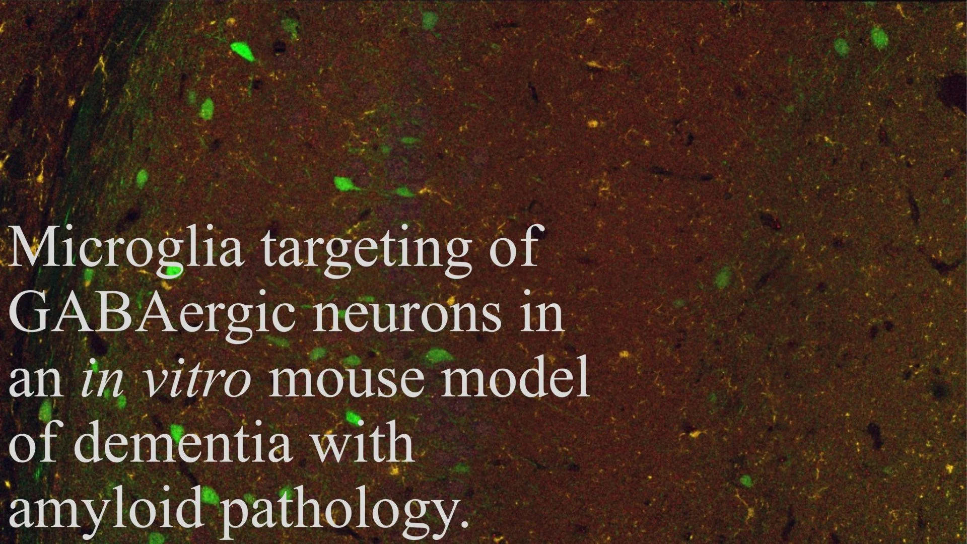 Slide 1: Microglia targeting of GABAergic neurons in an. A full description follows.