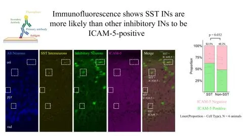 Representative slide from Microglia Targeting of GABAergic Neurons in an In Vitro Mouse Model of Dementia with Amyloid Pathology