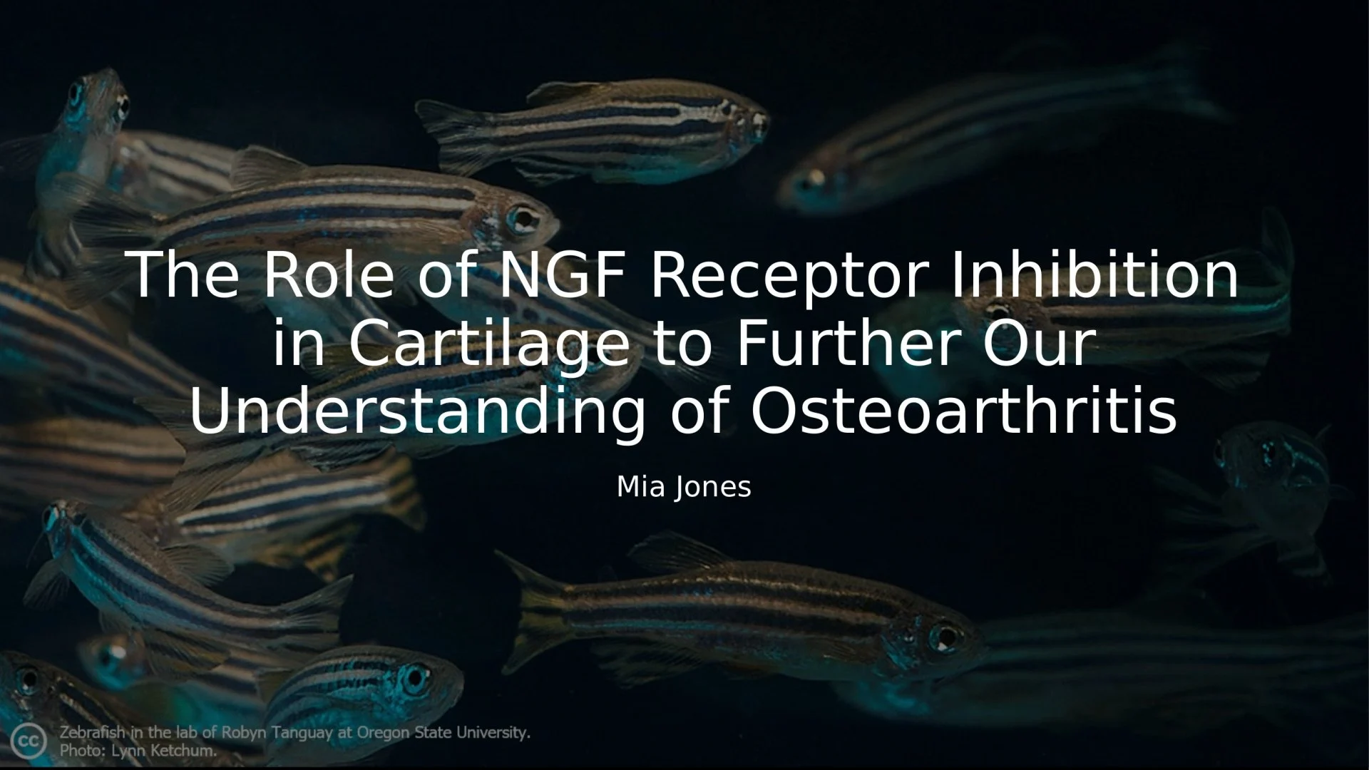 Slide 1: The Role of NGF Receptor Inhibition in Cartilage to Further Our Understanding of Osteoarthritis. A full description follows.